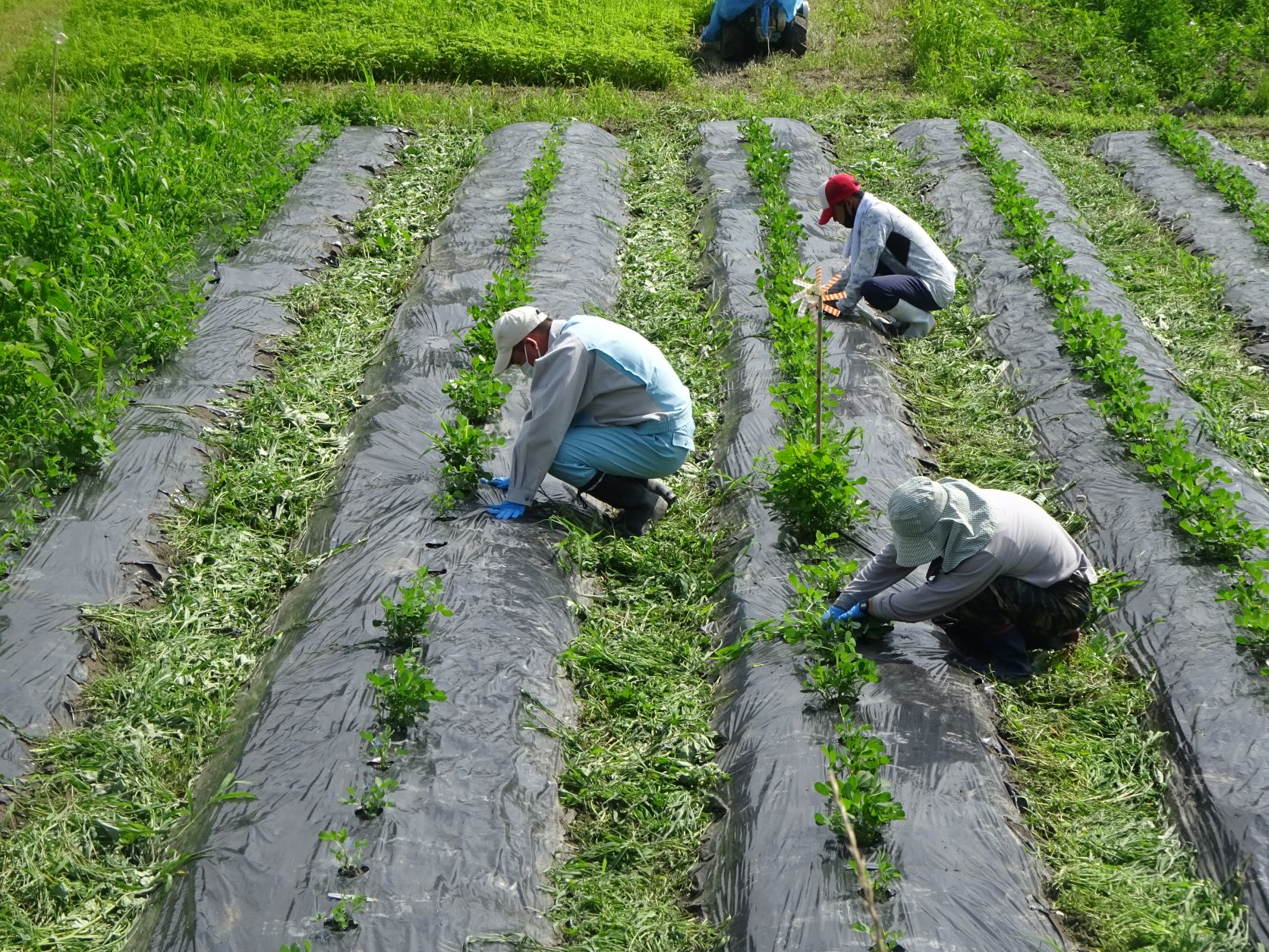 農園作業・施設外就労等